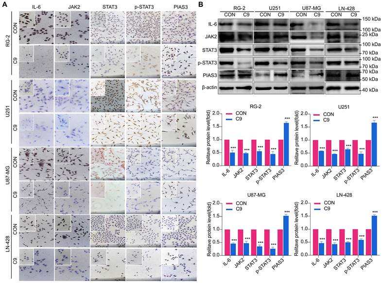 J Cancer Image