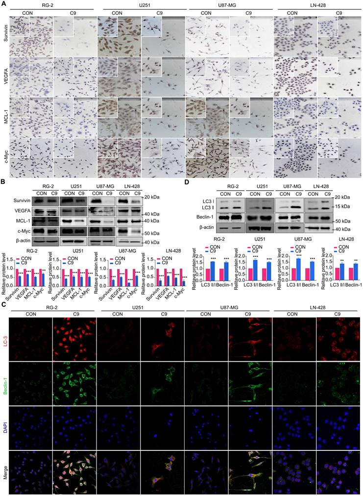 J Cancer Image