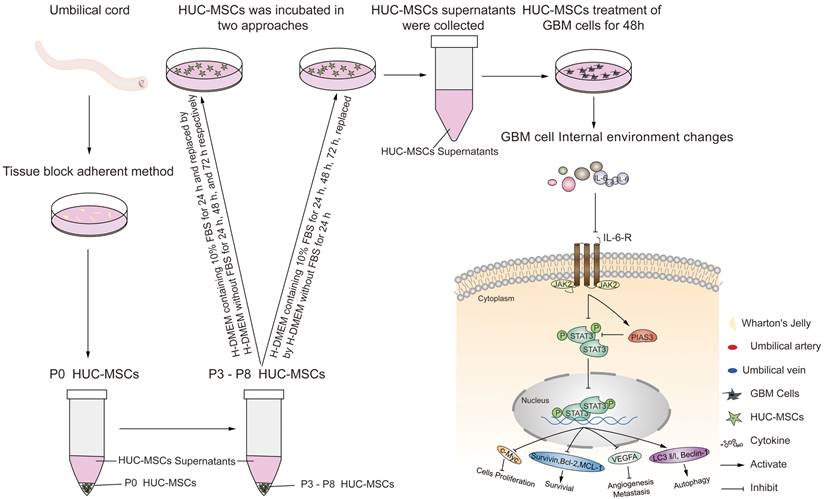 J Cancer Image