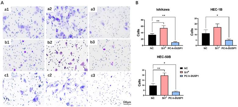 J Cancer Image