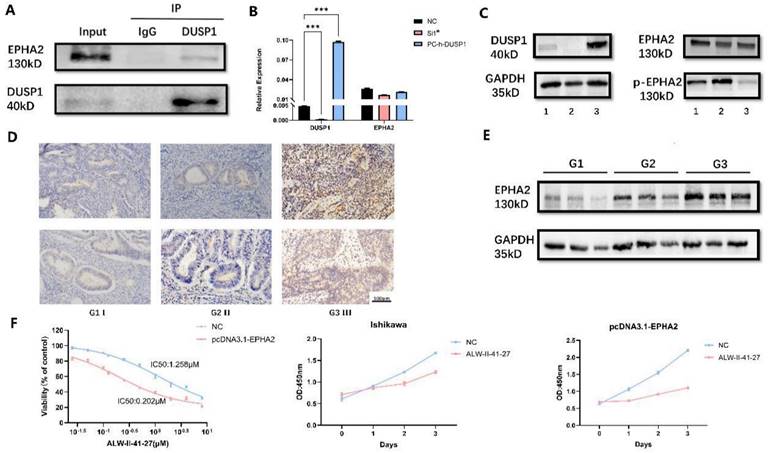 J Cancer Image