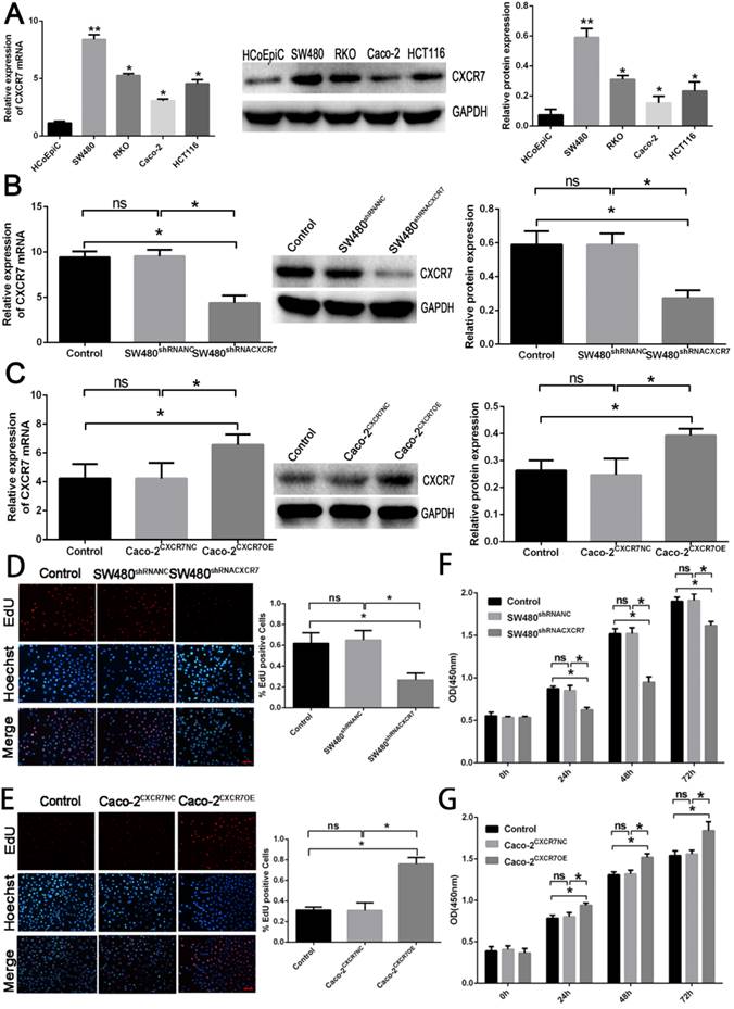 J Cancer Image