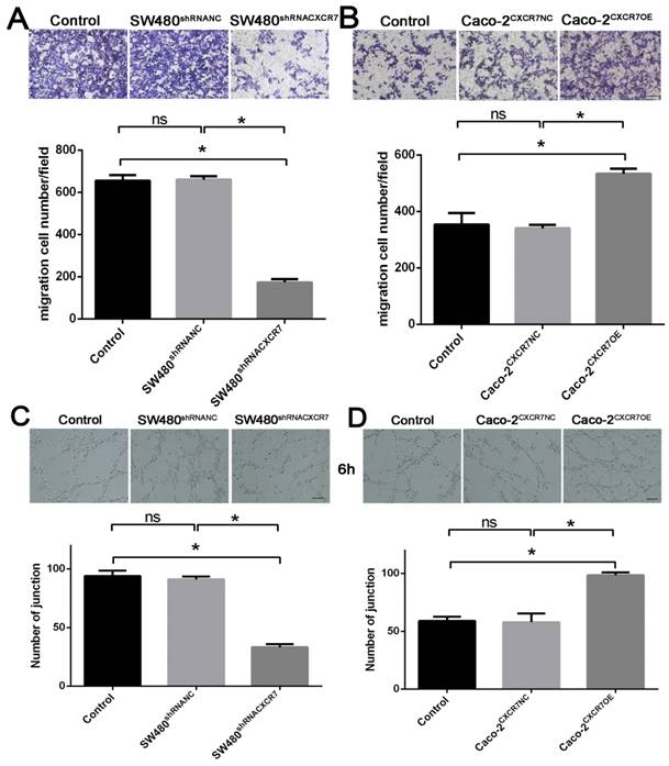 J Cancer Image