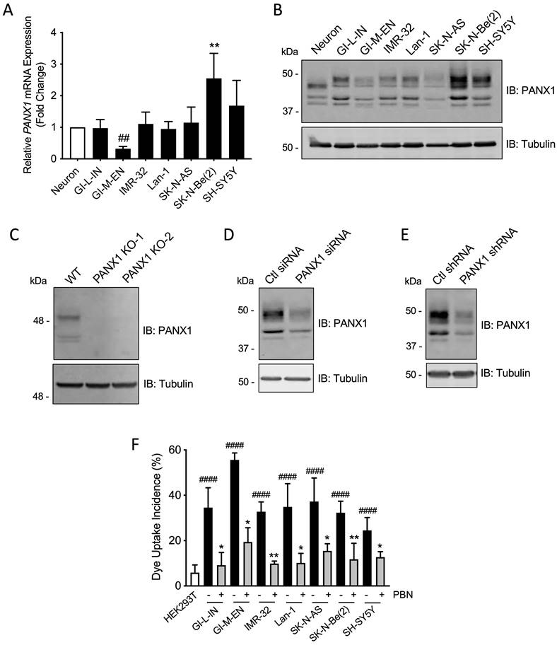 J Cancer Image