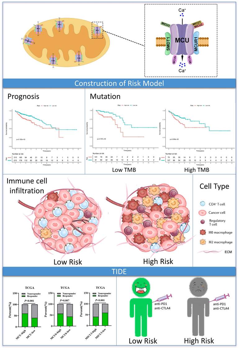 J Cancer Image