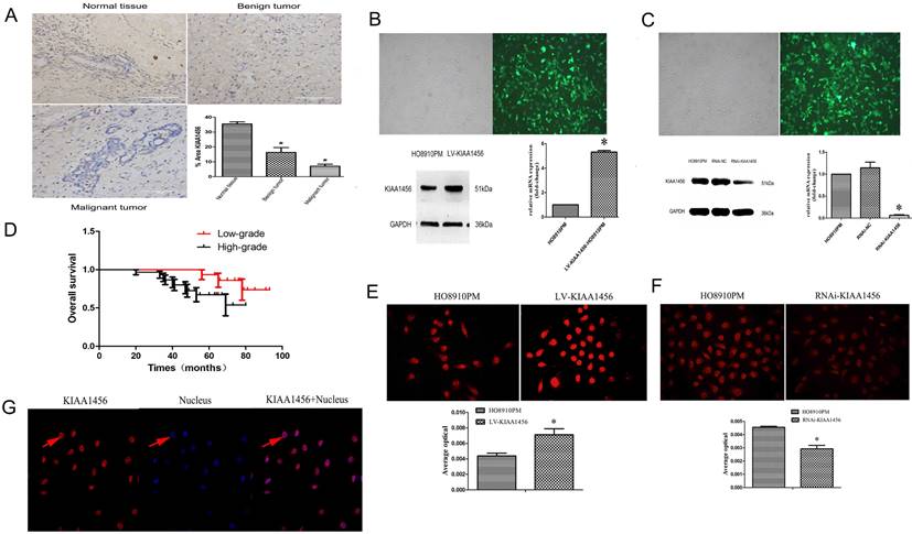 J Cancer Image