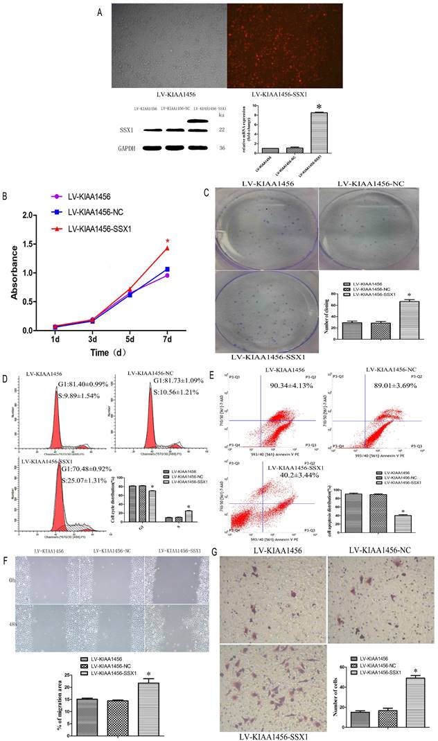 J Cancer Image