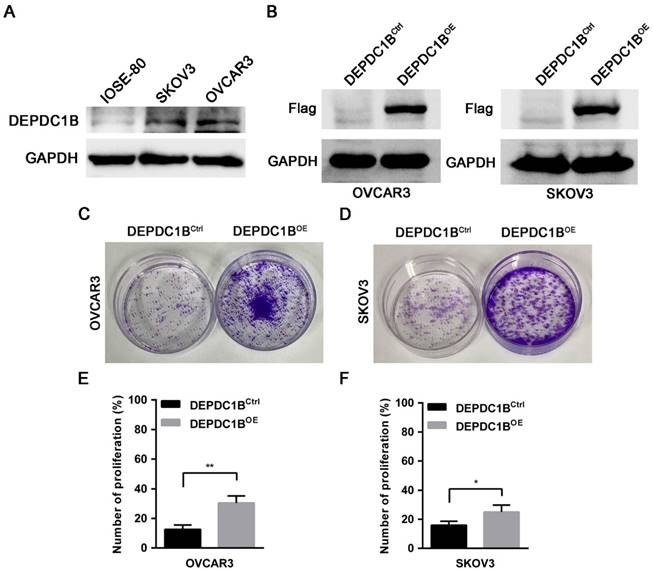 J Cancer Image