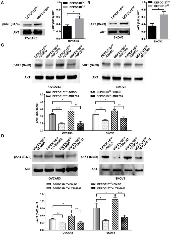 J Cancer Image