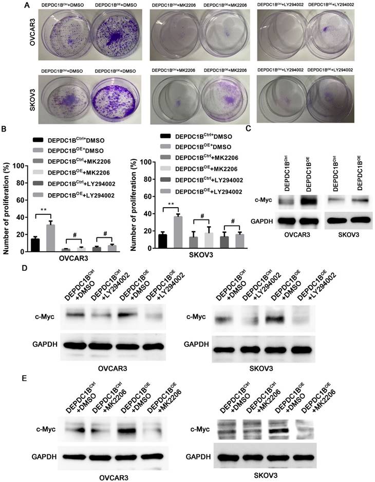 J Cancer Image