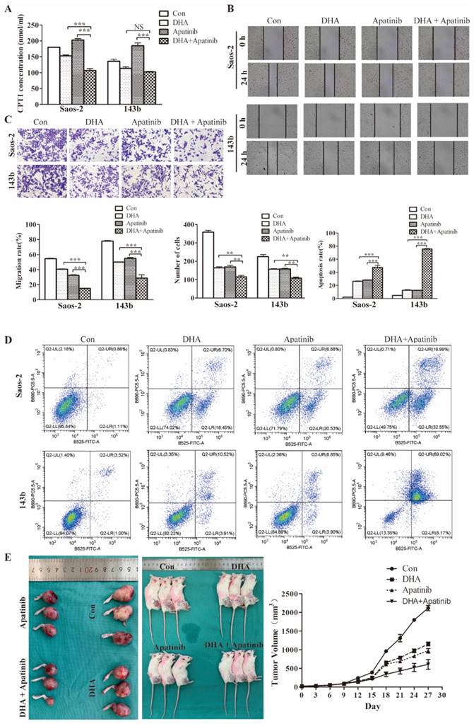 J Cancer Image