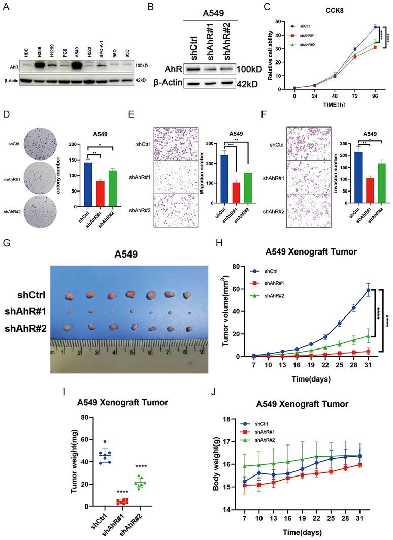 J Cancer Image