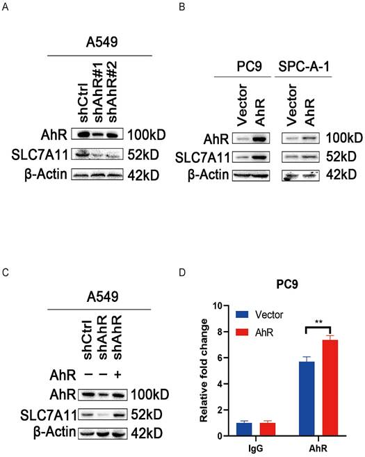 J Cancer Image