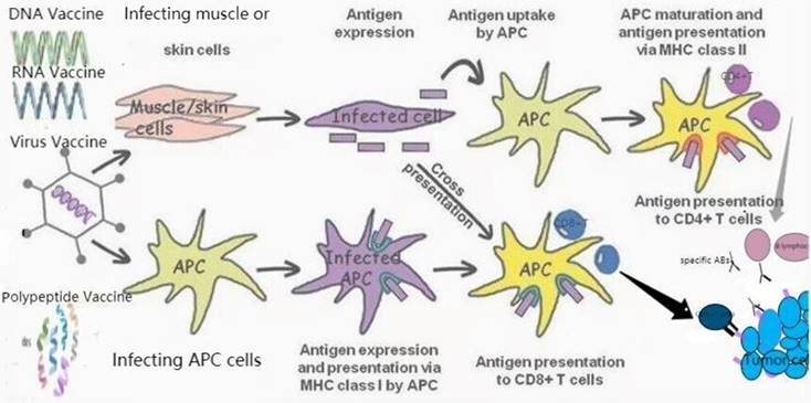 J Cancer Image