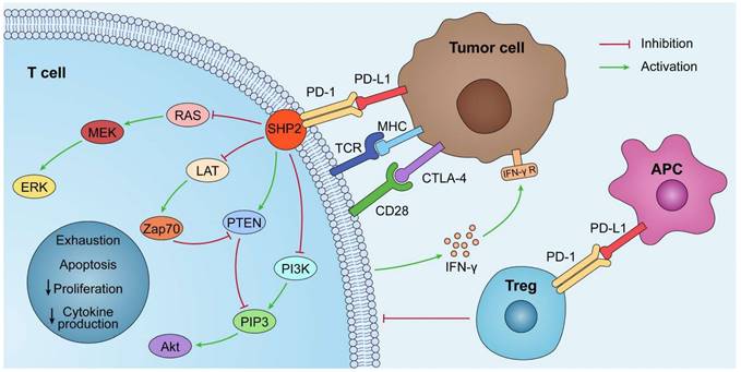 J Cancer Image