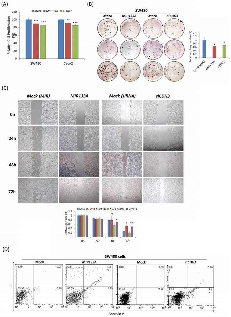 J Cancer Image