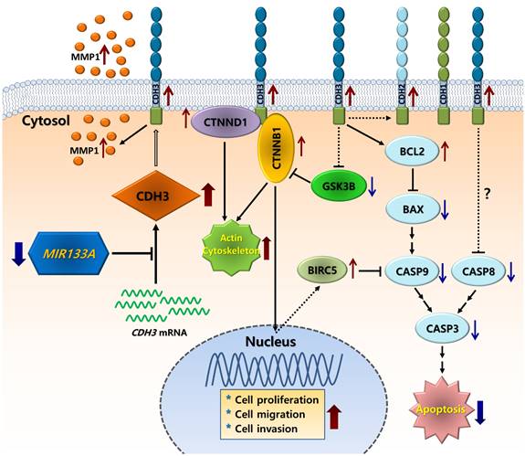 J Cancer Image