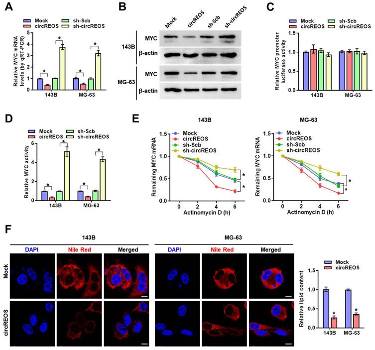 J Cancer Image