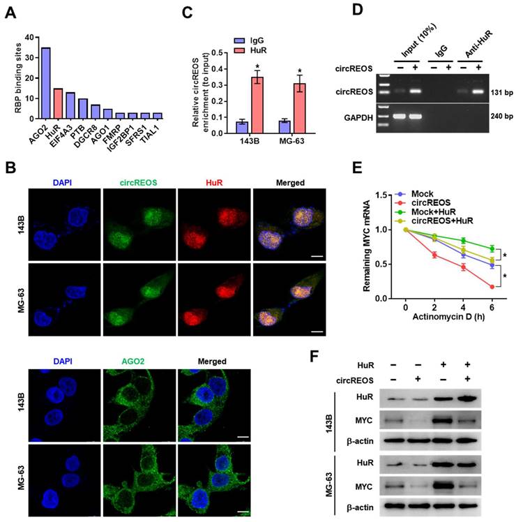 J Cancer Image