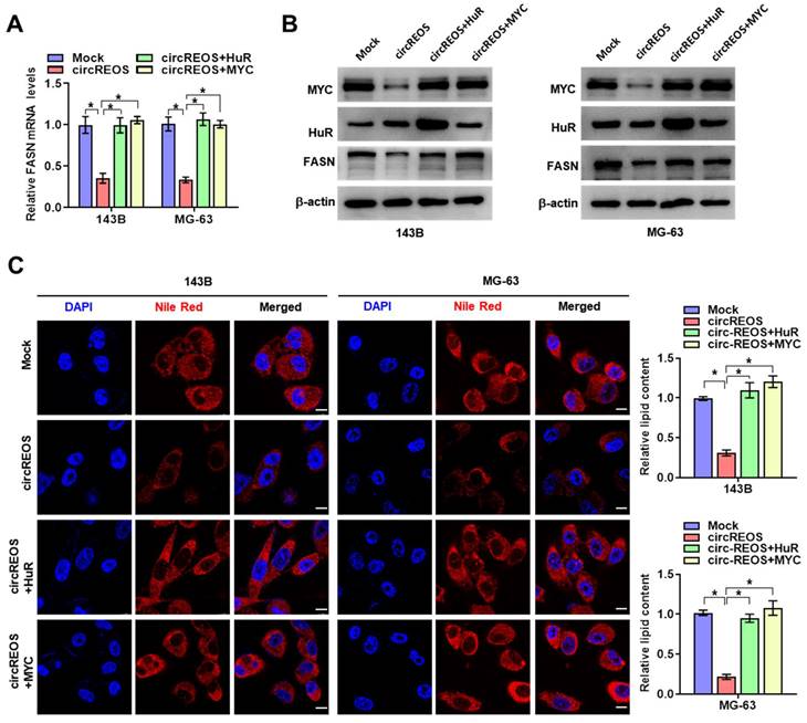 J Cancer Image