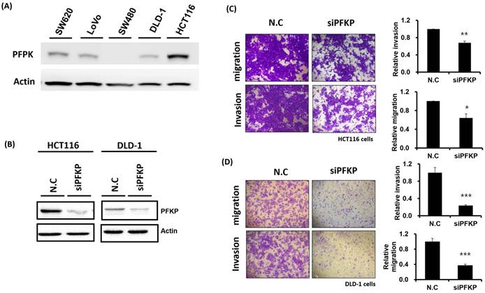 J Cancer Image