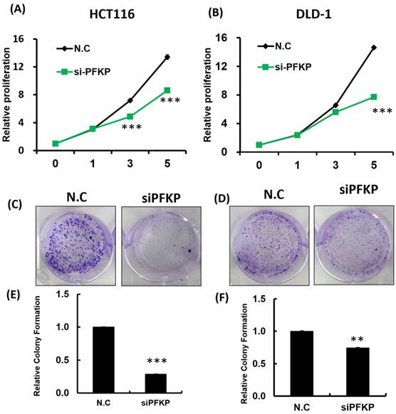 J Cancer Image