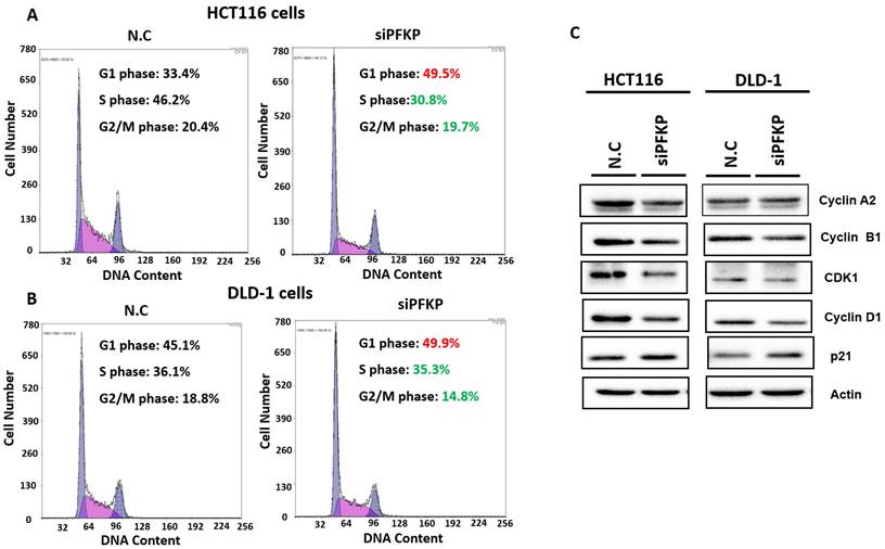 J Cancer Image