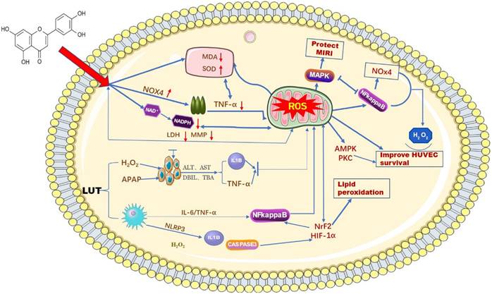 J Cancer Image