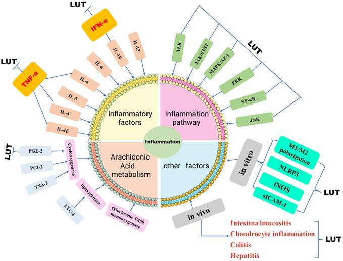 J Cancer Image