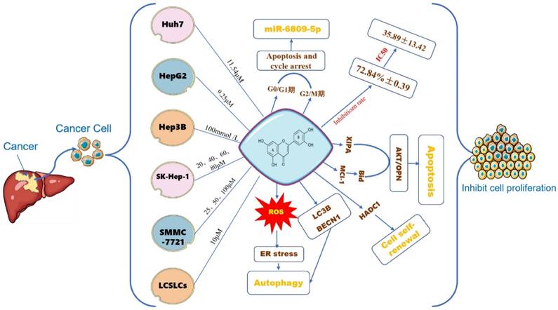 J Cancer Image