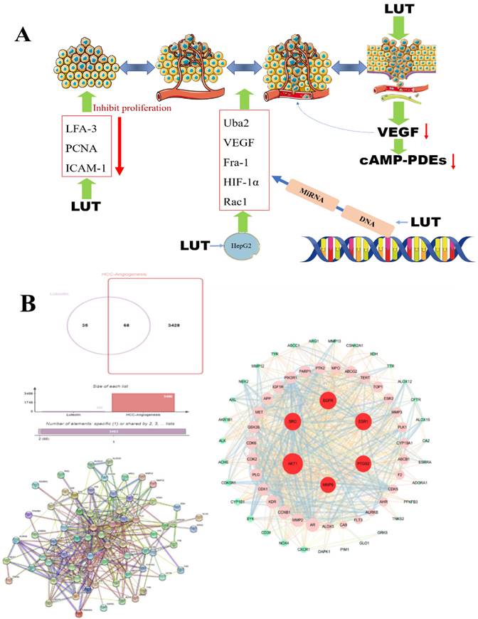 Advances in the Mechanism of Luteolin against Hepatocellular Carcinoma