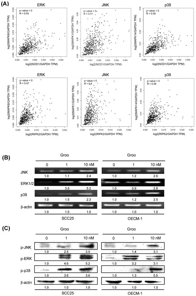 J Cancer Image