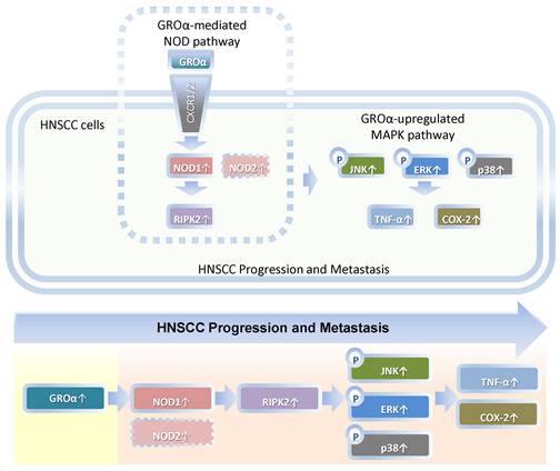 J Cancer Image