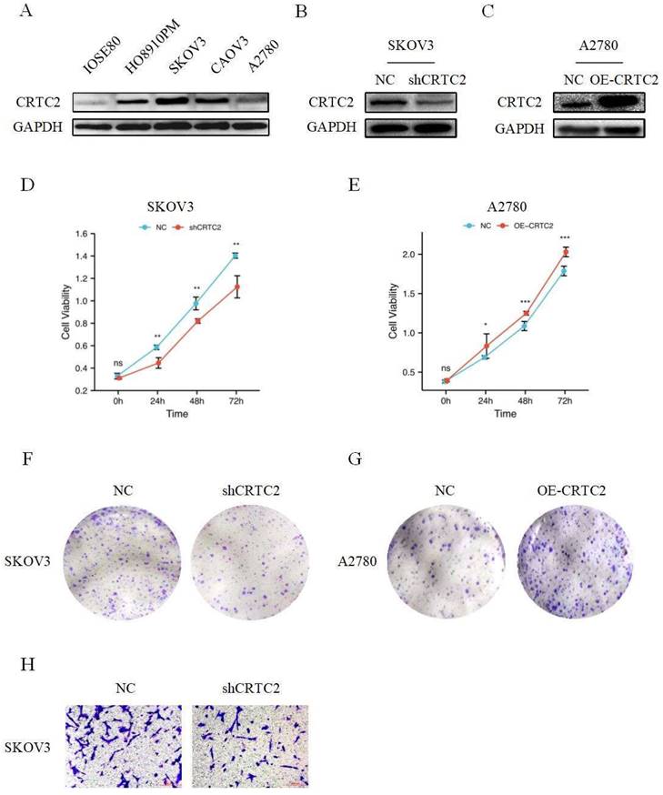 J Cancer Image