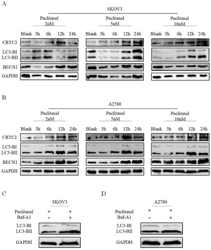 J Cancer Image