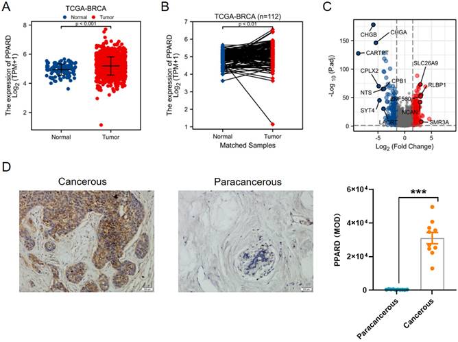 J Cancer Image