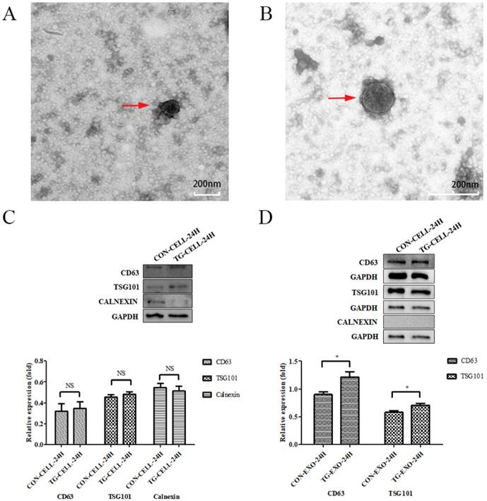 J Cancer Image