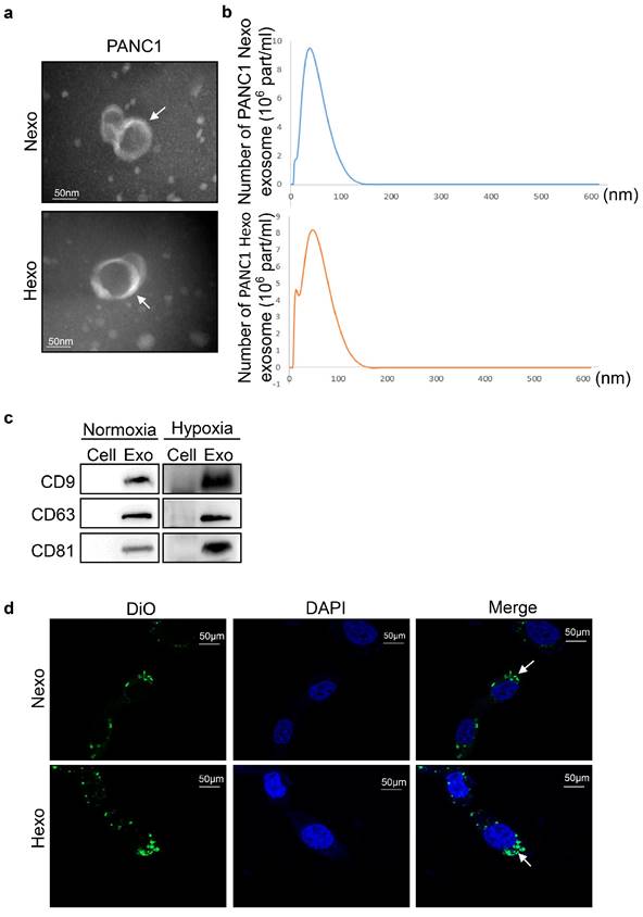 J Cancer Image