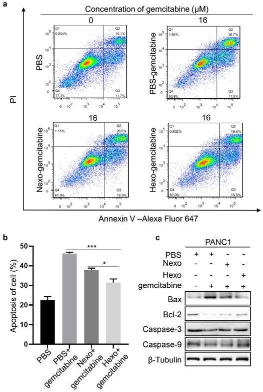 J Cancer Image