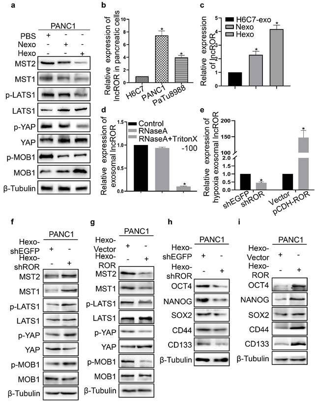 J Cancer Image