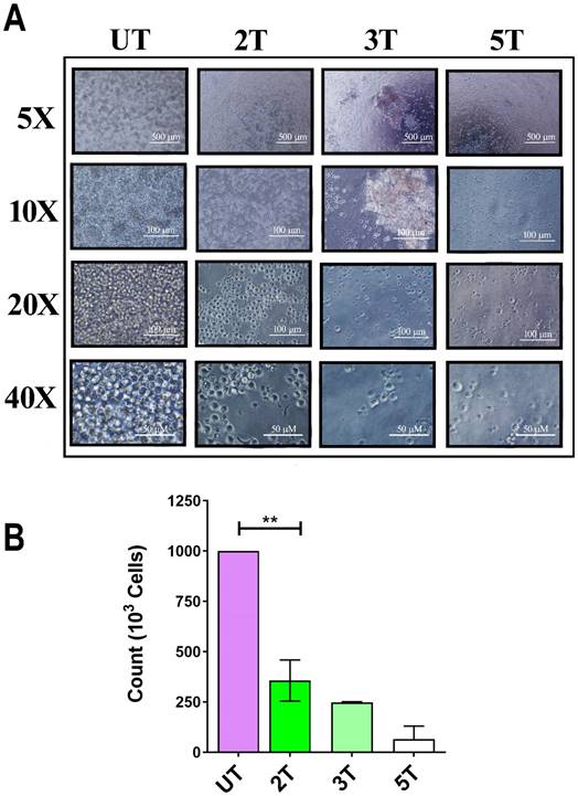 J Cancer Image