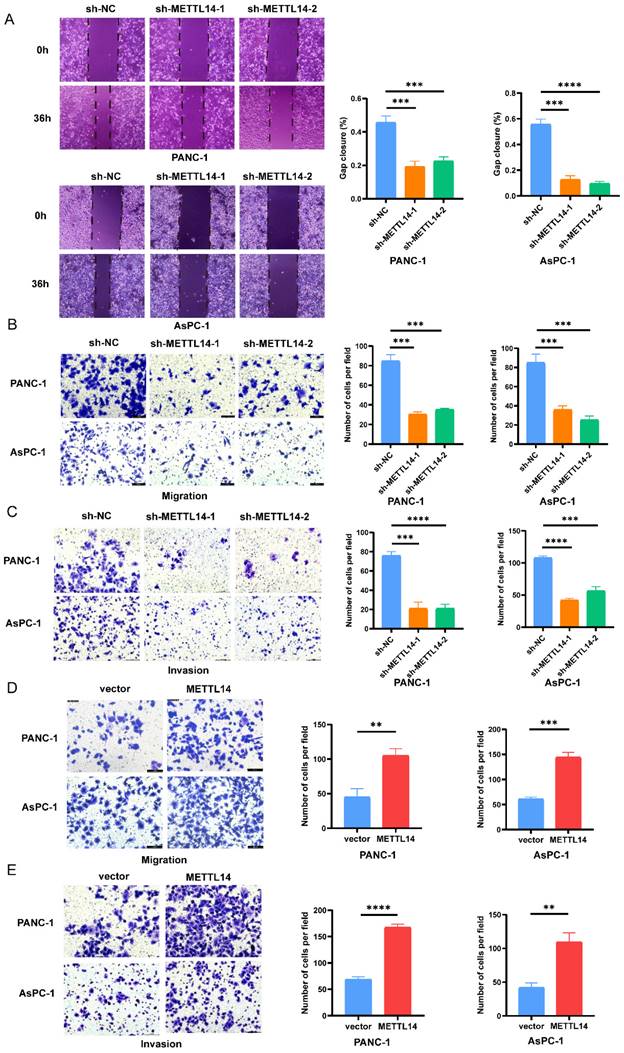 J Cancer Image