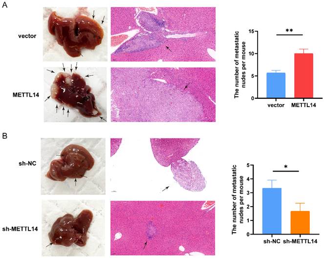 J Cancer Image