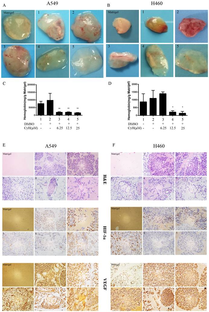 J Cancer Image