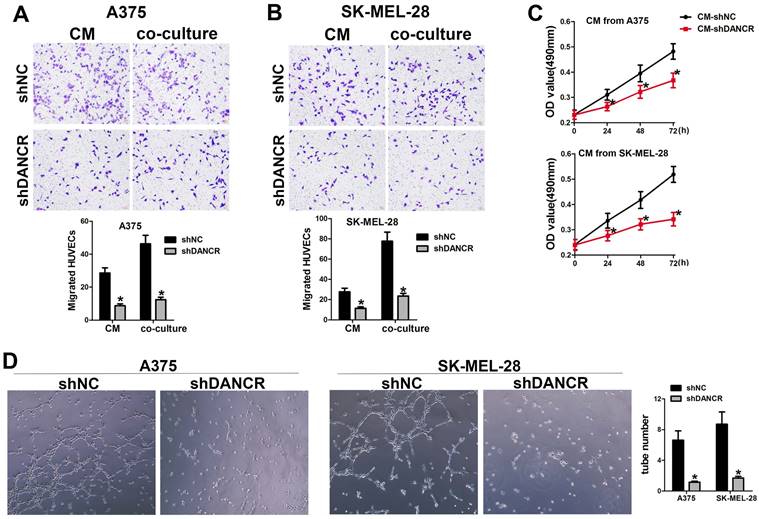 J Cancer Image