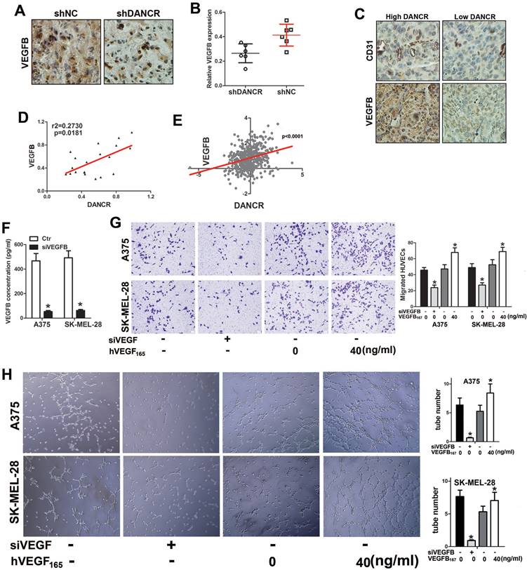 J Cancer Image