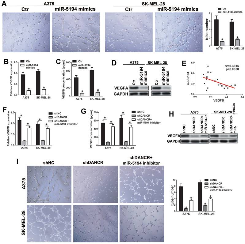 J Cancer Image