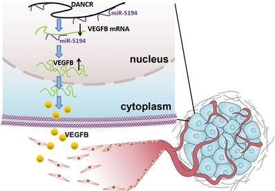 J Cancer Image