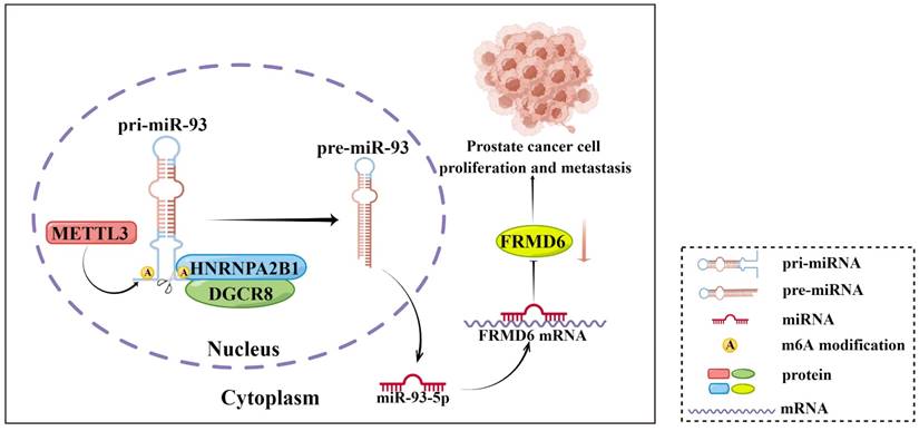 J Cancer Image