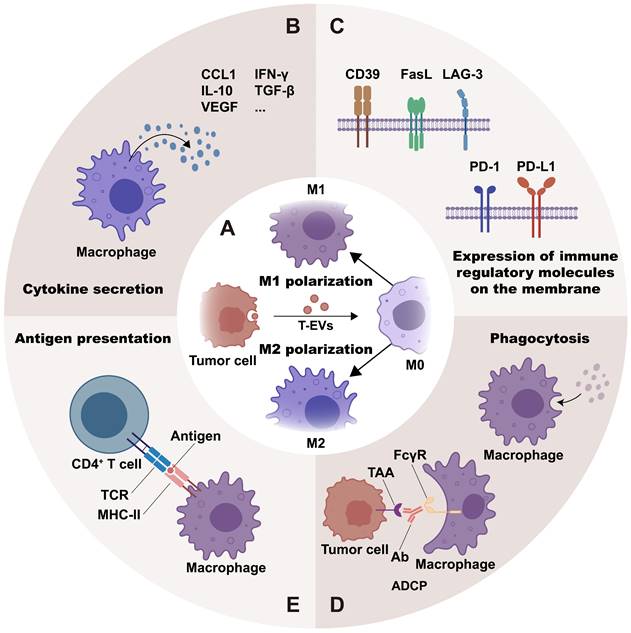 J Cancer Image